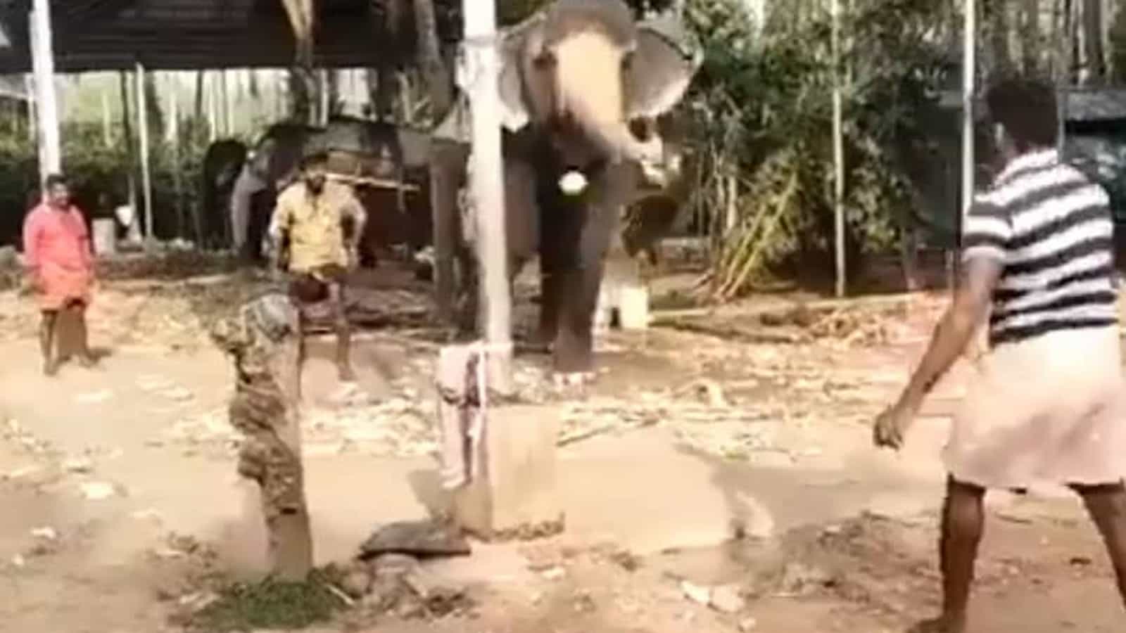 Elephant playing cricket