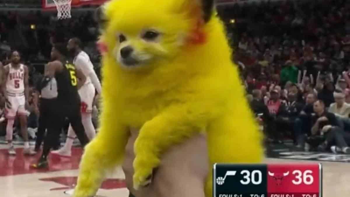 “Someone please call the police or animal control” – NBA Fans call out for animal cruelty spotting dog dyed as PIKACHU sitting courtside during Jazz vs. Bulls game