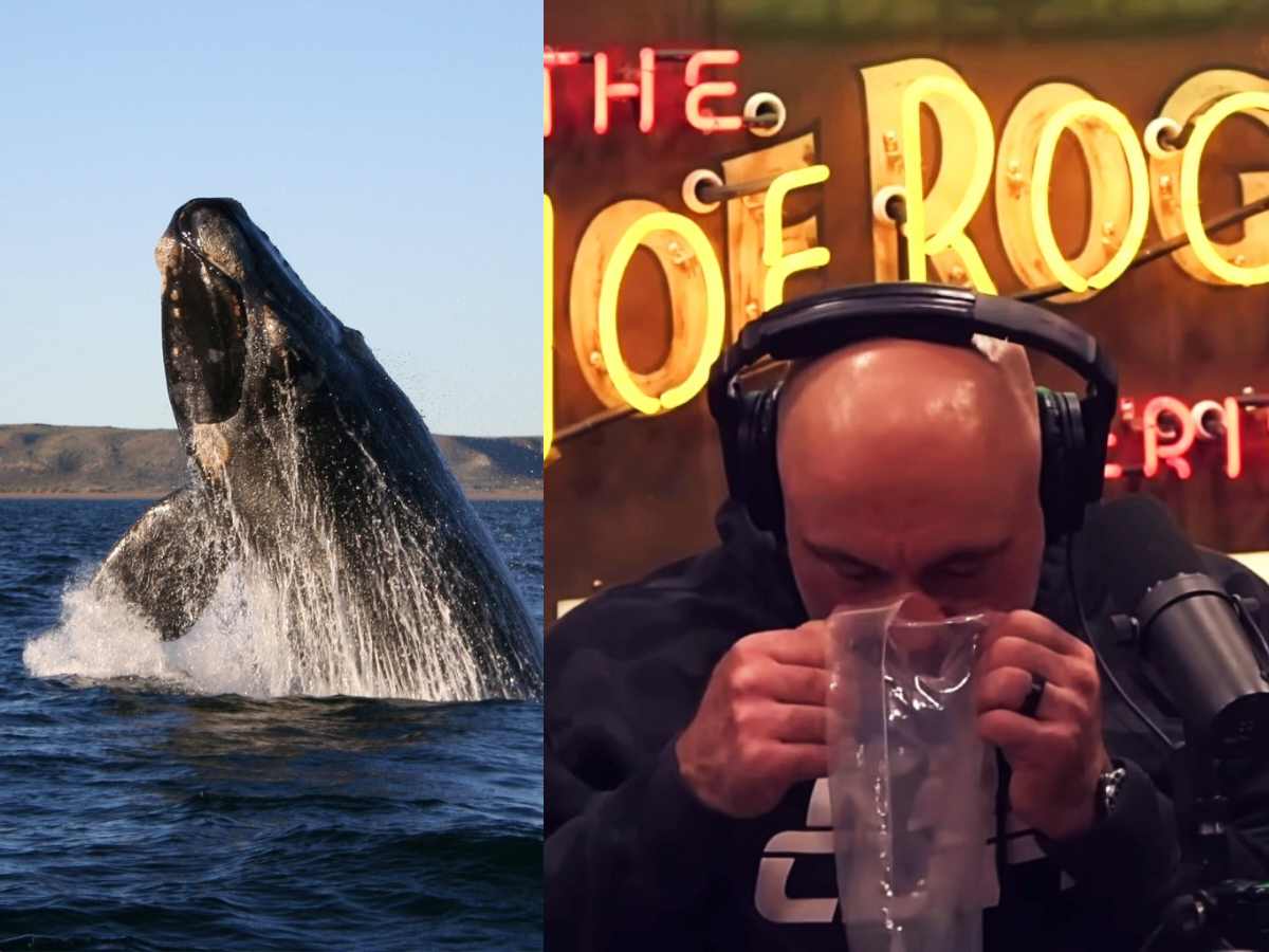 “Oh Jesus, dude,” Joe Rogan weirded out by a podcast guest’s exotic ‘whale meat’ gift