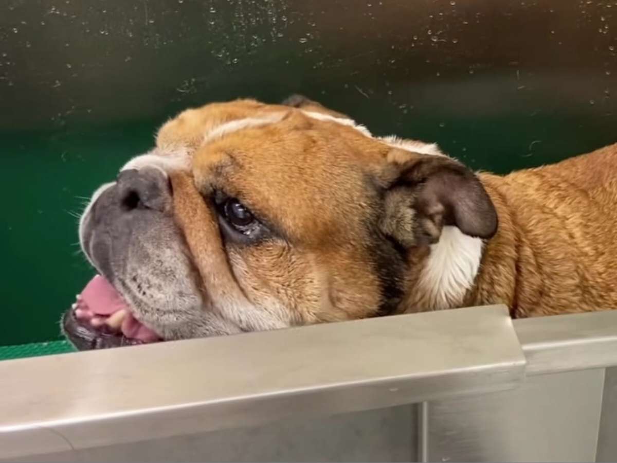 “Somebody Help Roscoe” – Fans react as Lewis Hamilton’s adorable companion unwillingly has a bath