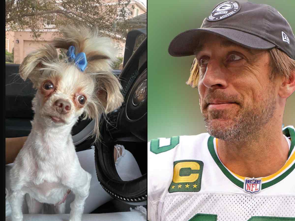 Fan trolls Aaron Rodgers with photos of dogs that look like him until he's  traded