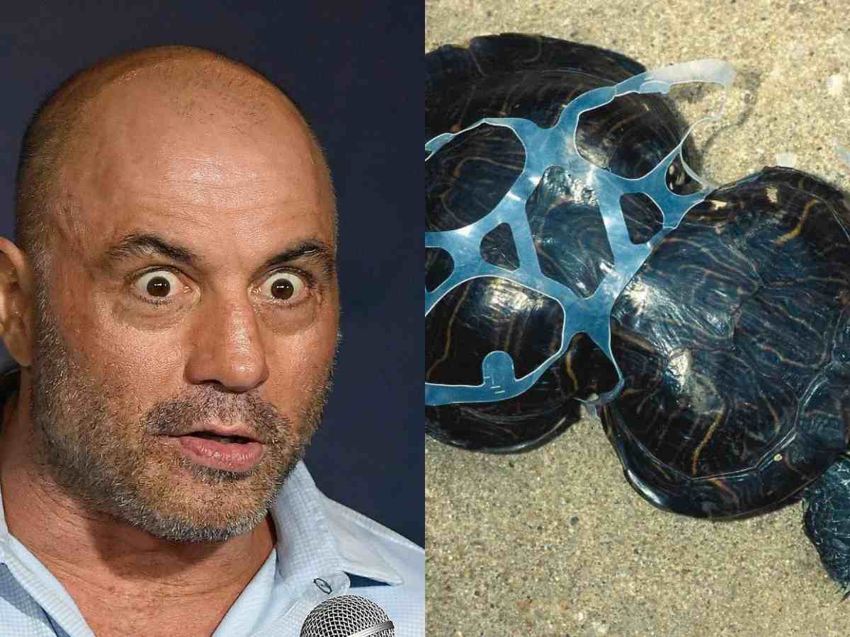 “It’s gross,” Joe Rogan’s encounter with hourglass sea turtles leaves him digusted