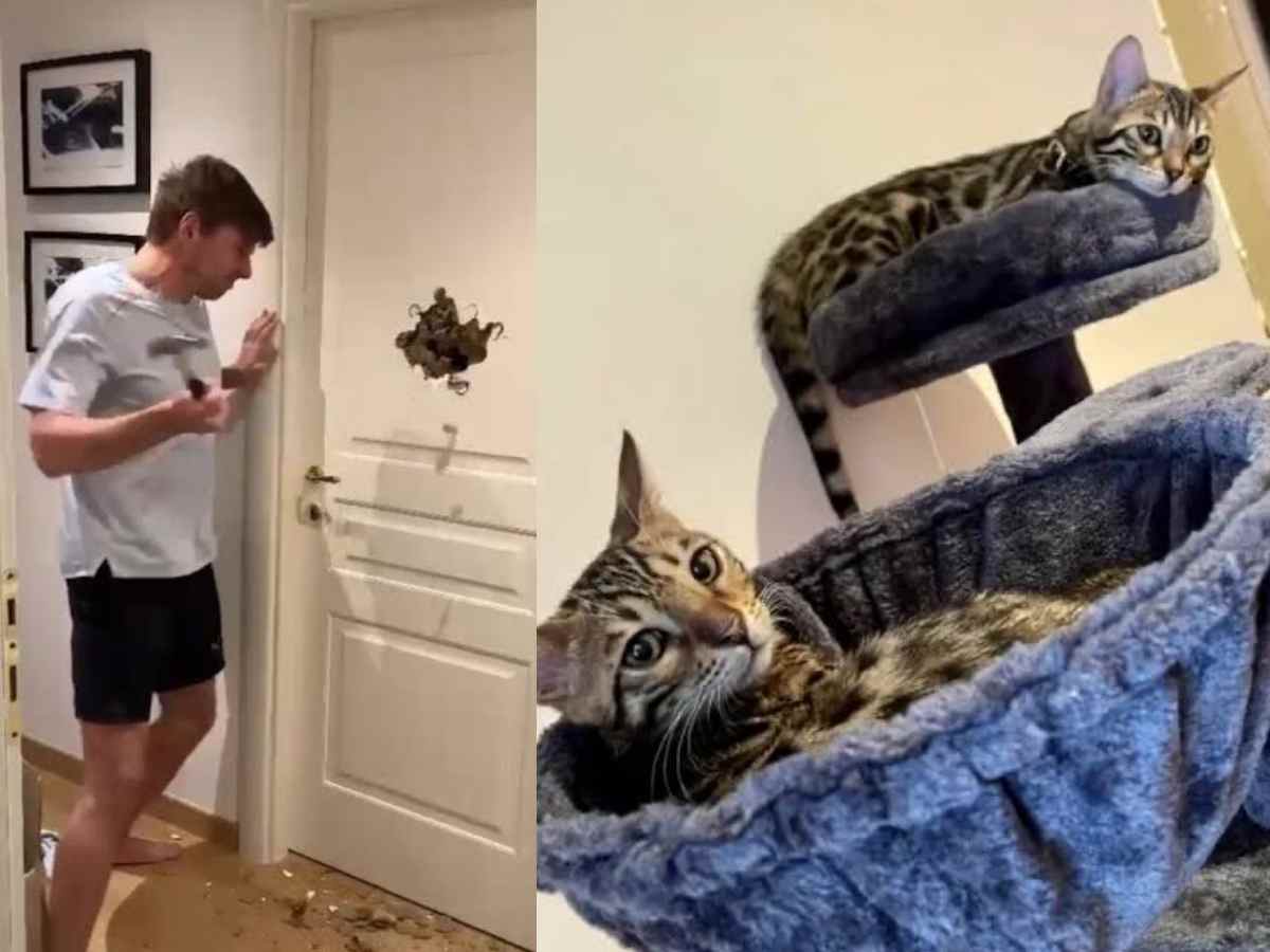 WATCH: Max Verstappen recalls a rescue effort that nearly injured his shoulder to save his pet cat