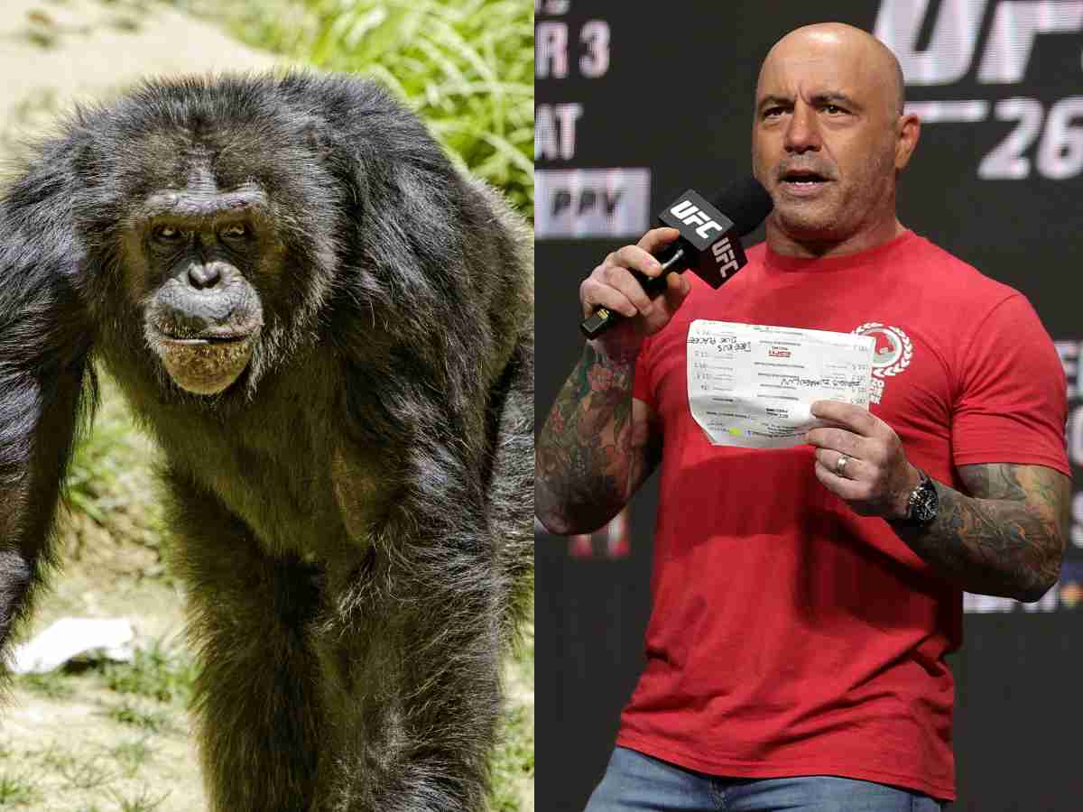 Joe Rogan narrates wild story of chimpanzee attack on an old man