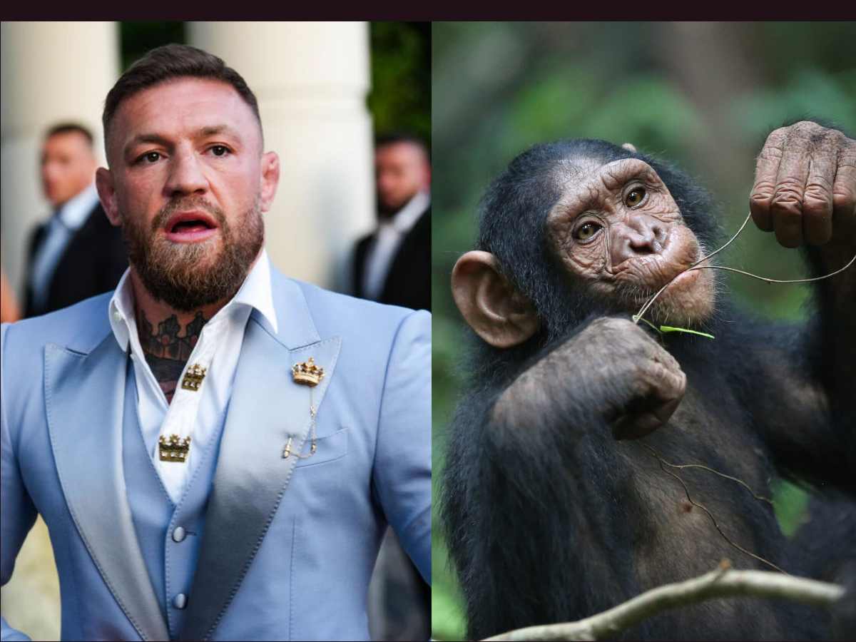 “Know an exotic animal dealer?” Conor McGregor was determined to buy a ‘wild’ chimpanzee after making it big in combat sports