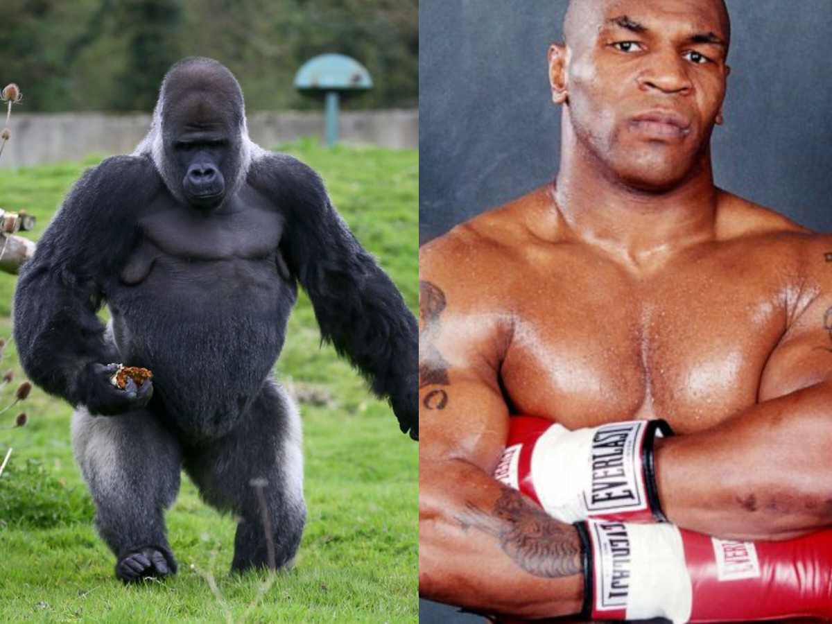 $10k to fight a gorilla! Mike Tyson was fully convinced he could beat a silverback at New York zoo