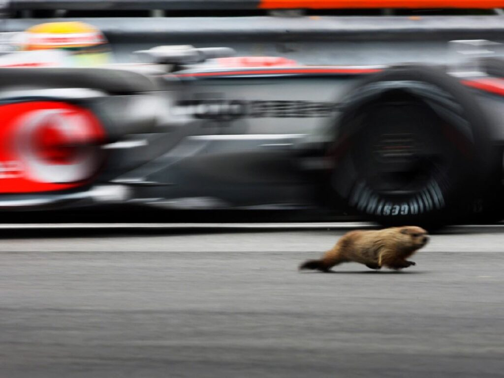 Gary the groundhog (Getty Images)