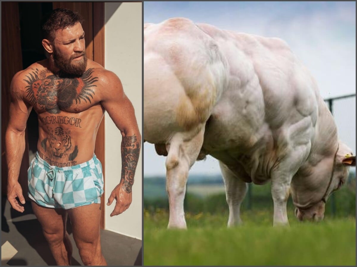 “Wouldn’t pass the USADA test either” – Fans brutally troll Conor McGregor for showing interest in fully-jacked Belgian Bulls for his Irish farm