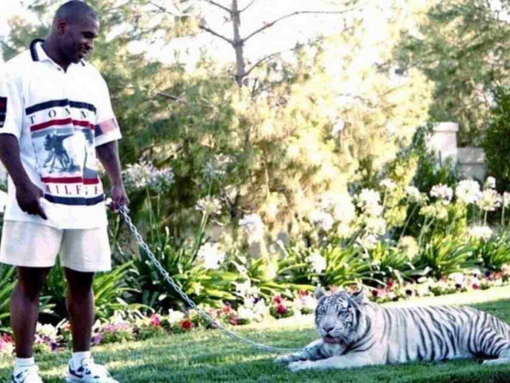 Mike Tyson describes sleeping alongside his tigers