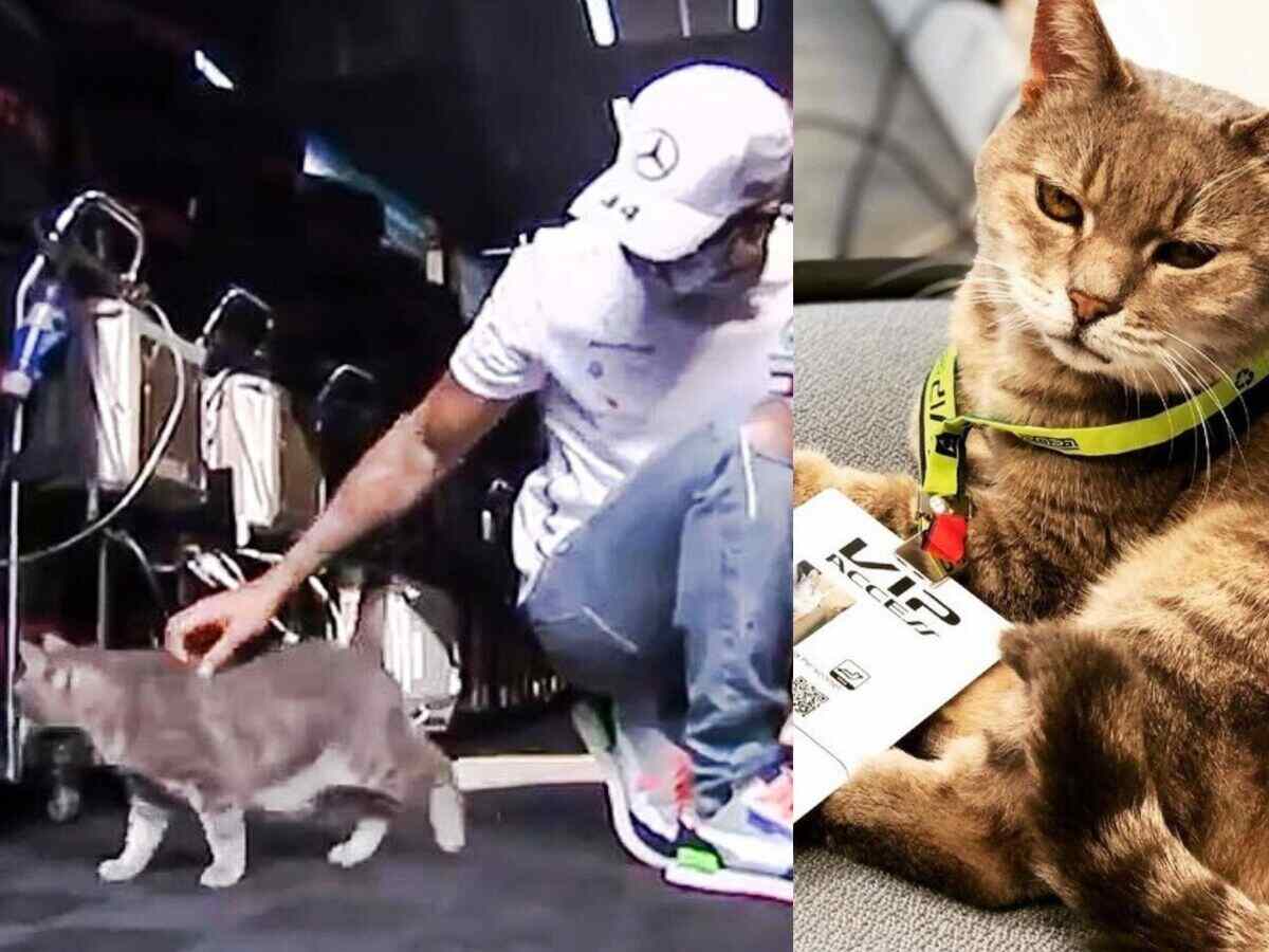 Imola GP mascot and Lewis Hamilton’s lucky charm ‘Formulino the cat’ has passed away