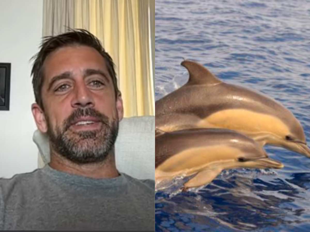 Aaron Rodgers To Utilize The Healing Sounds Of Dolphin Sex To Help Rehab  His Achilles Injury