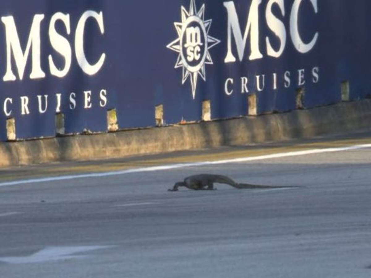 A lizard appears on track during Singapore GP Free Practice 