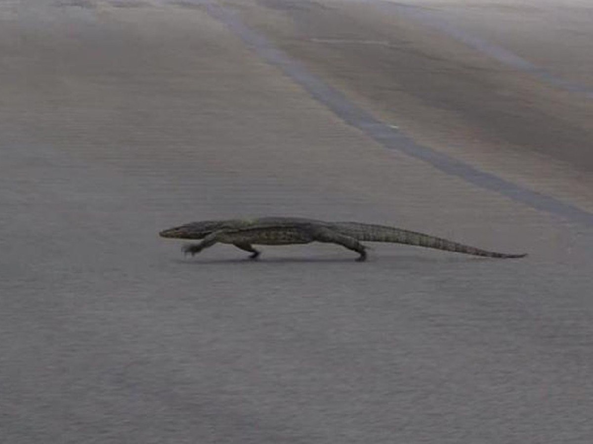 Singapore GP lizard (via Sky sports)