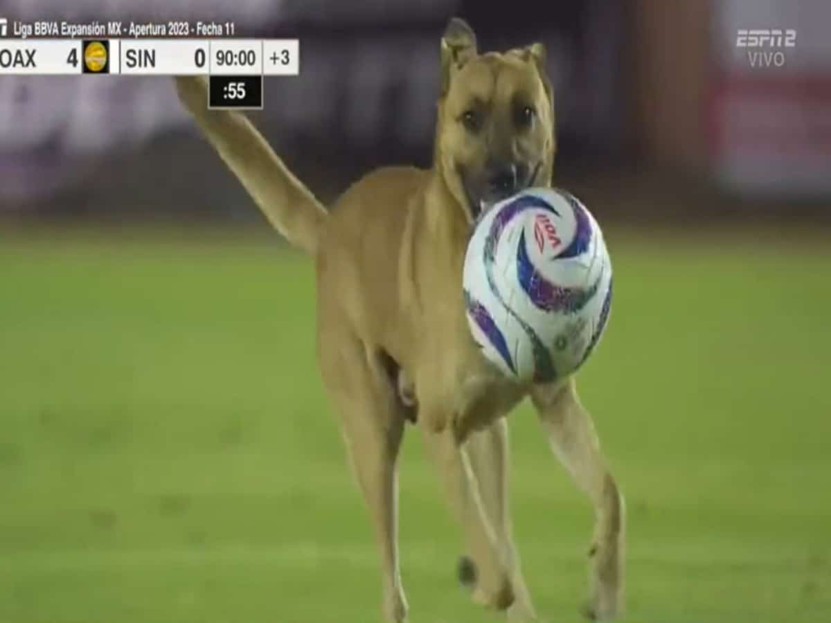 WATCH: Canine pitch invader unleashes chaos during high-octane Mexico’s second division game