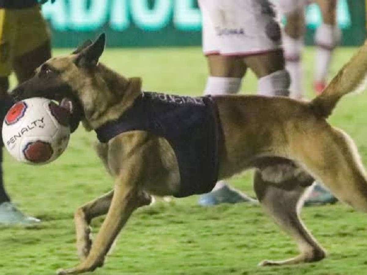 Screengrab of Dog running away with the Ball in Mexico league game.