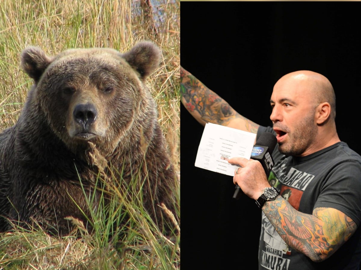 “Help the bear!” Joe Rogan reveals thrilling text from retired Navy SEAL after encountering bear trail 