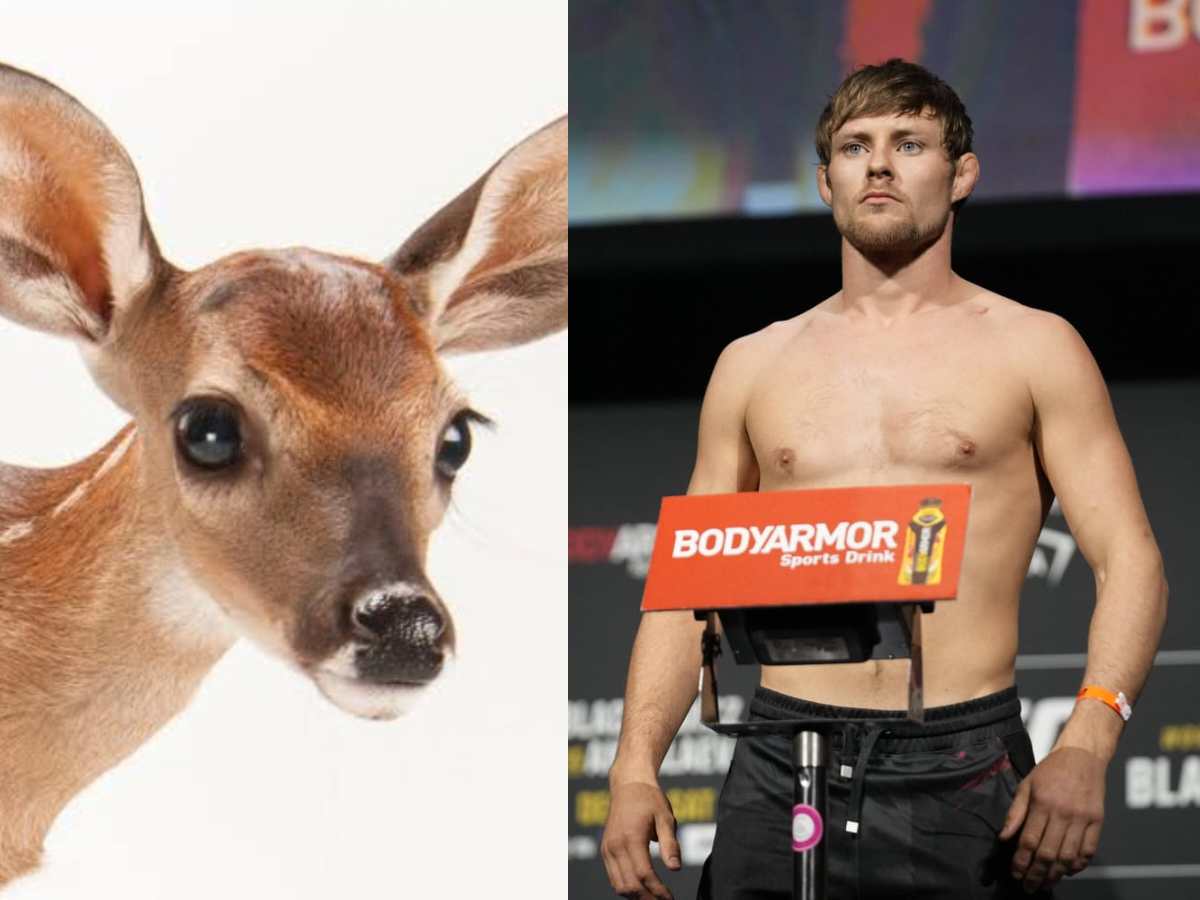 “I waited till it went back to sleep….” UFC fighter Bryce Mitchell reveals cr*zy story of choking out deer after failing to shoot it