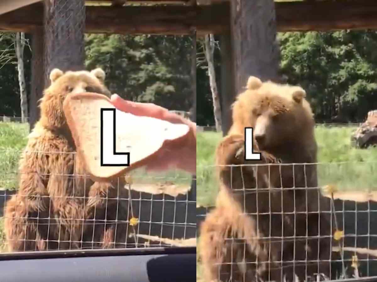 WATCH: Browns’ cheeky social media post of feeding ‘L’ to a real bear goes viral after their comeback win over the Bears