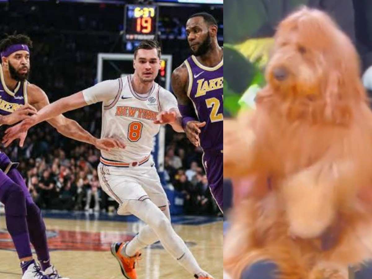 Service dog at Lakers-Knicks game. 