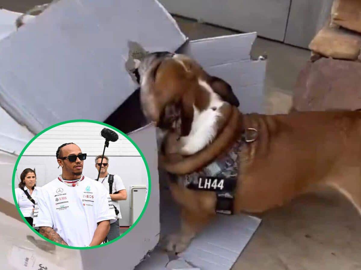 WATCH: Lewis Hamilton’s vegan bulldog Roscoe creates chaos