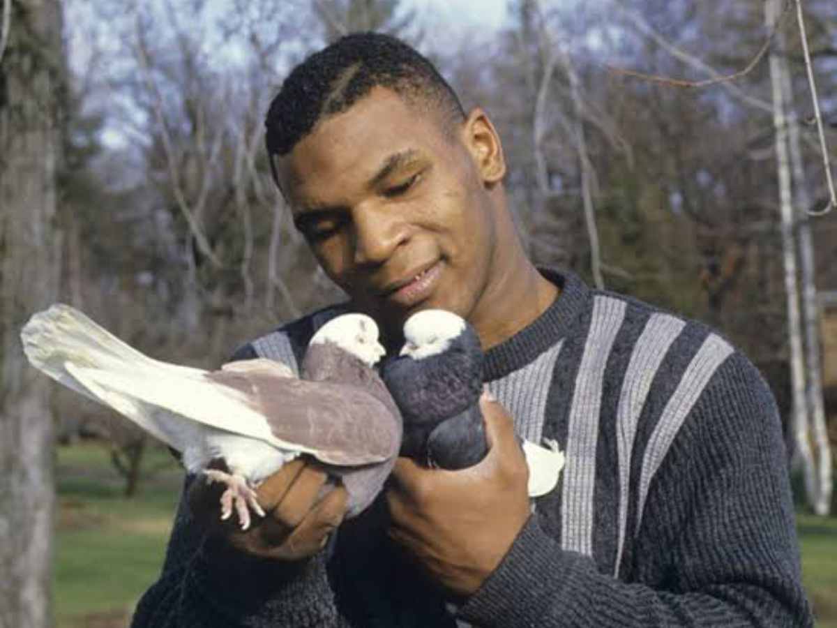 Mike Tyson expressing his love for pigeons