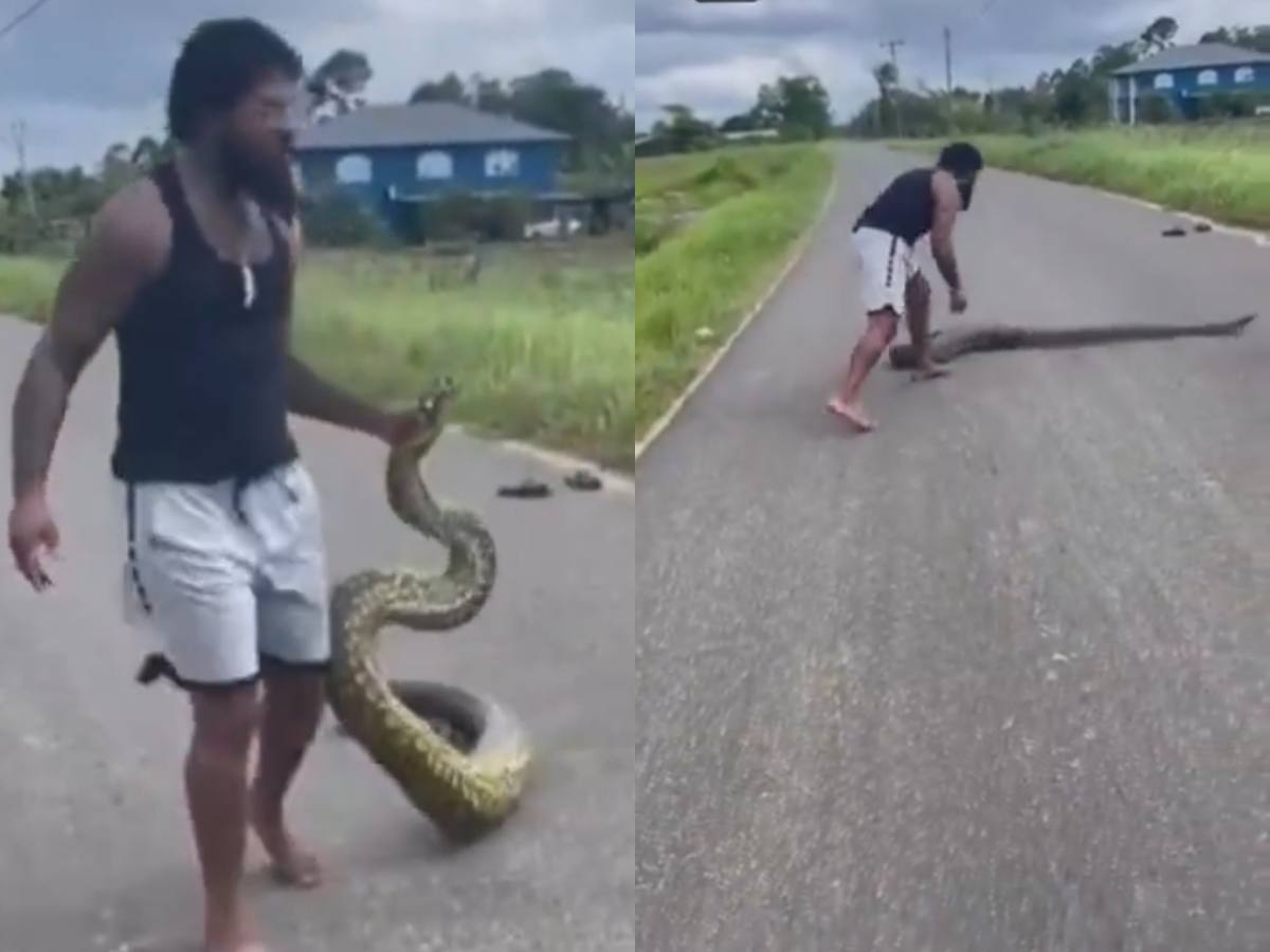 WATCH: Fighting legend Tyrone Spong catches long WILD snake with bare hands and casually throws it in truck