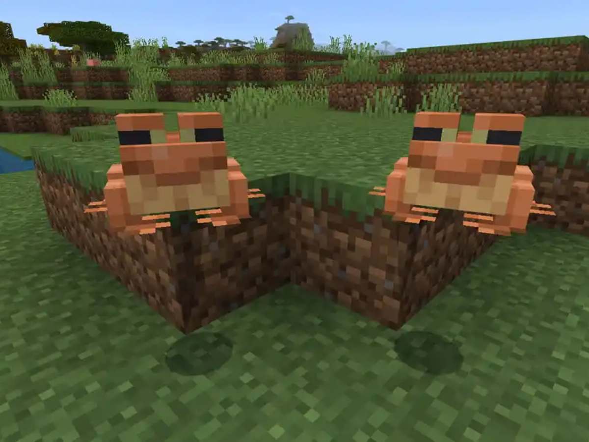 How to breed frogs in Minecraft?