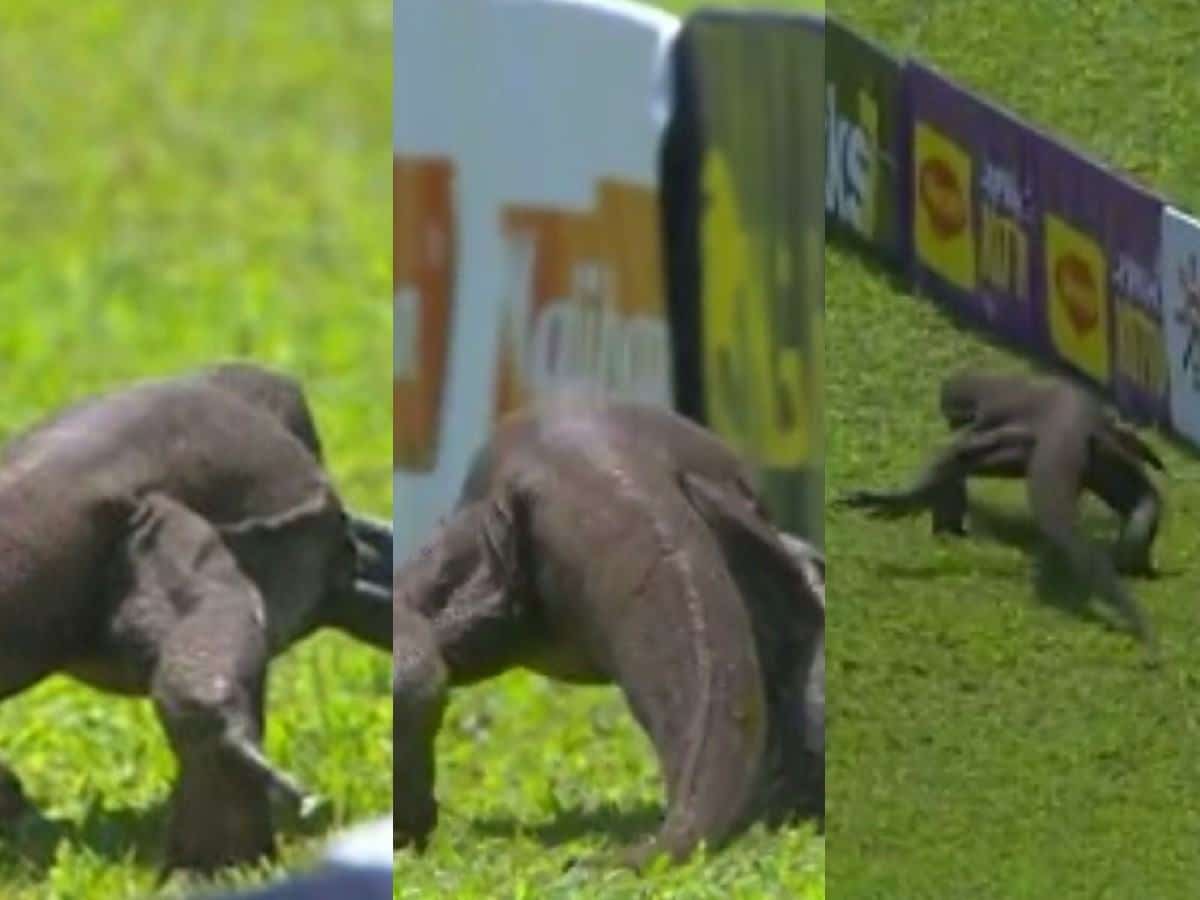 WATCH: Ever seen this uninvited guest in a cricket match? Monitor lizard enters ground during Test match and STARTLES players