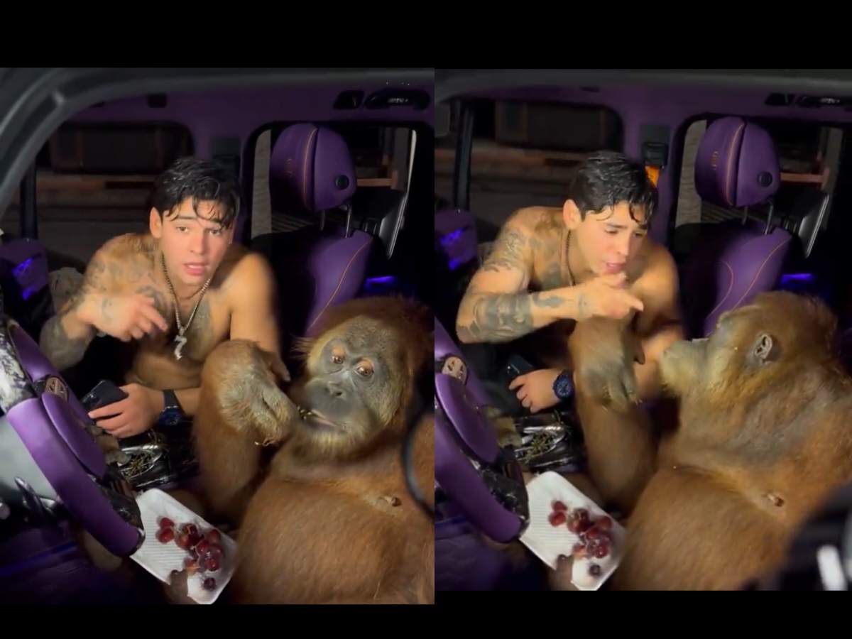 “Could rip his face off any moment” – Ryan Garcia rapping to wild Orangutan in luxury Mercedes has fans in splits