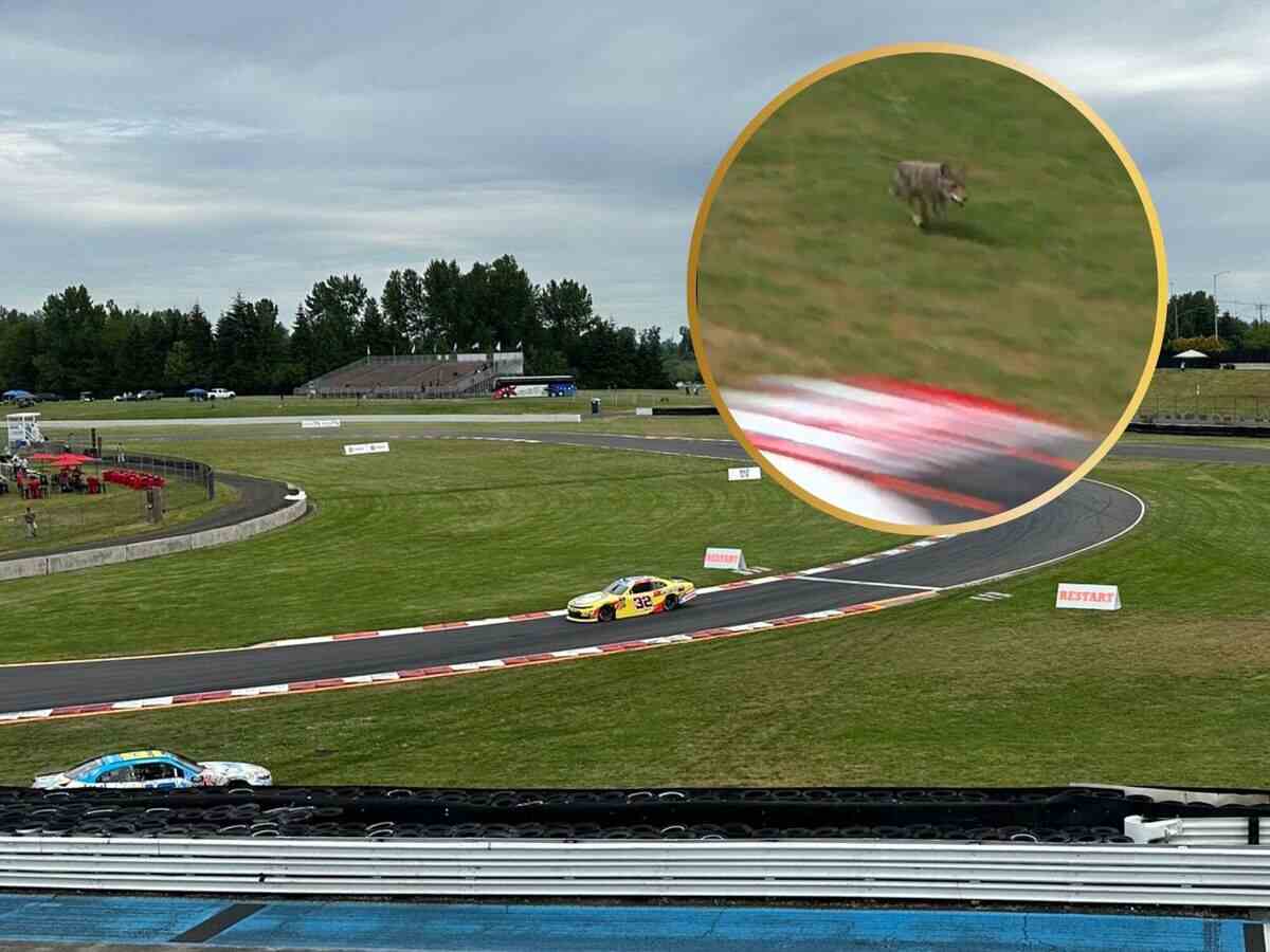 Coyote crosses the track during the NASCAR Xfinity Series race at ...