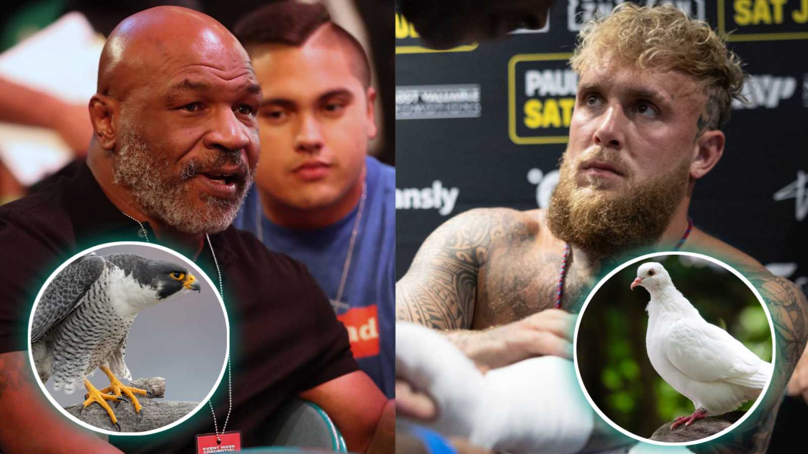 ‘Scary’ Mike Tyson wants to feed gifted pigeon from Jake Paul to Falcon