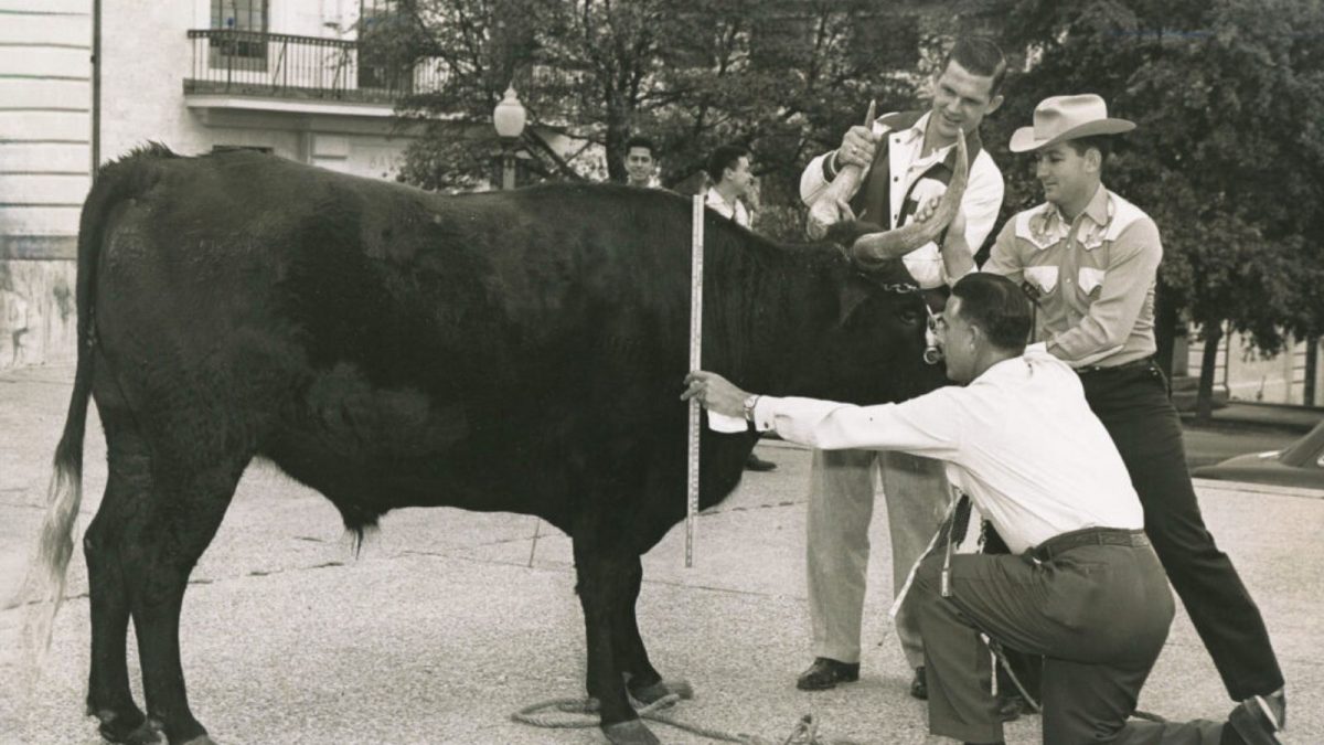 Texas Longhorn and his handlers